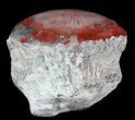 Pennsylvanian Aged Red Agatized Horn Coral - Utah #46720-1